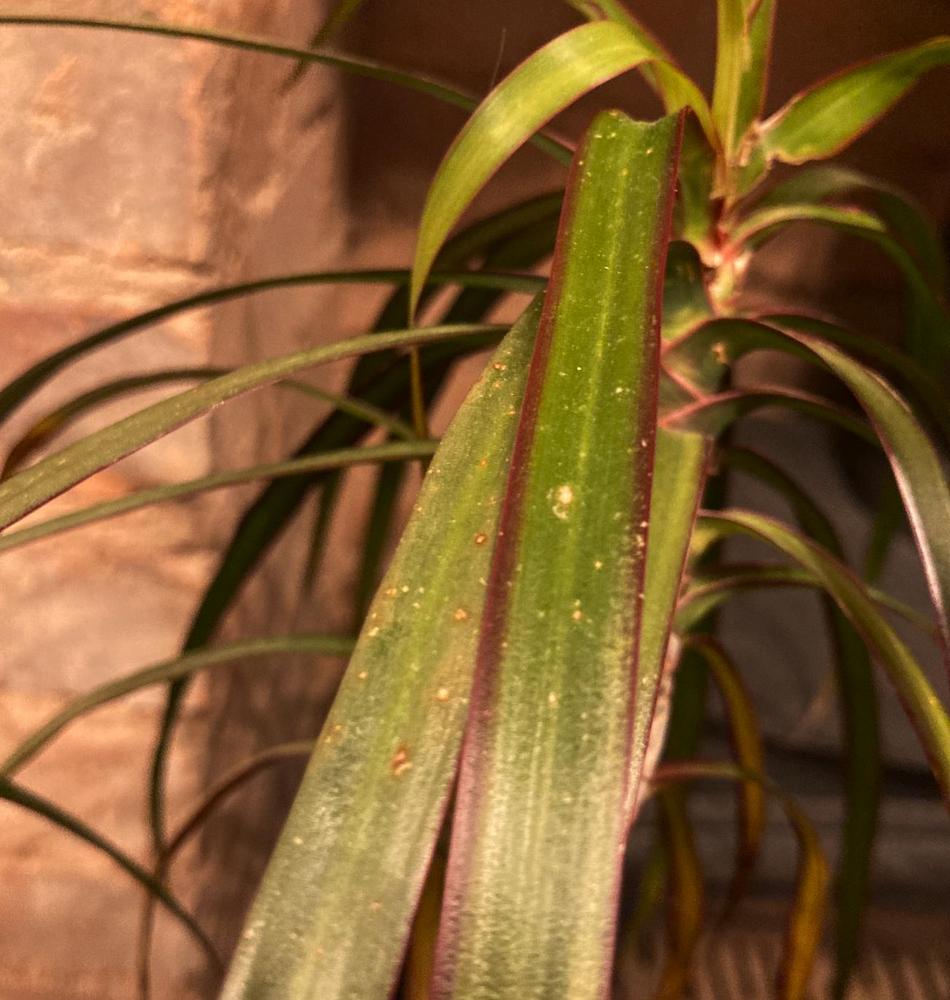 What is wrong with my dragon plant and how do I save it? in the Ask a