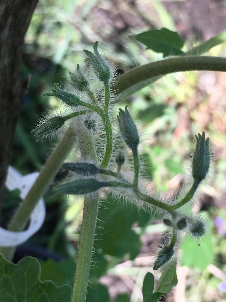 Photo of the closeup of buds, sepals and receptacles of Tomato (Solanum