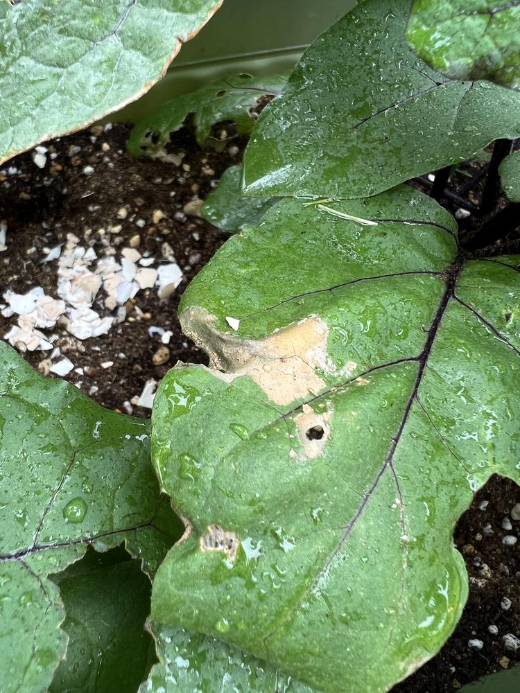 What is eating my eggplant leaves? in the Ask a Question forum