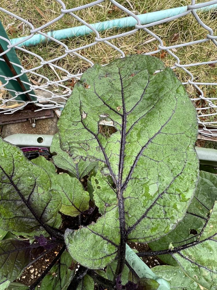 What is eating my eggplant leaves? in the Ask a Question forum