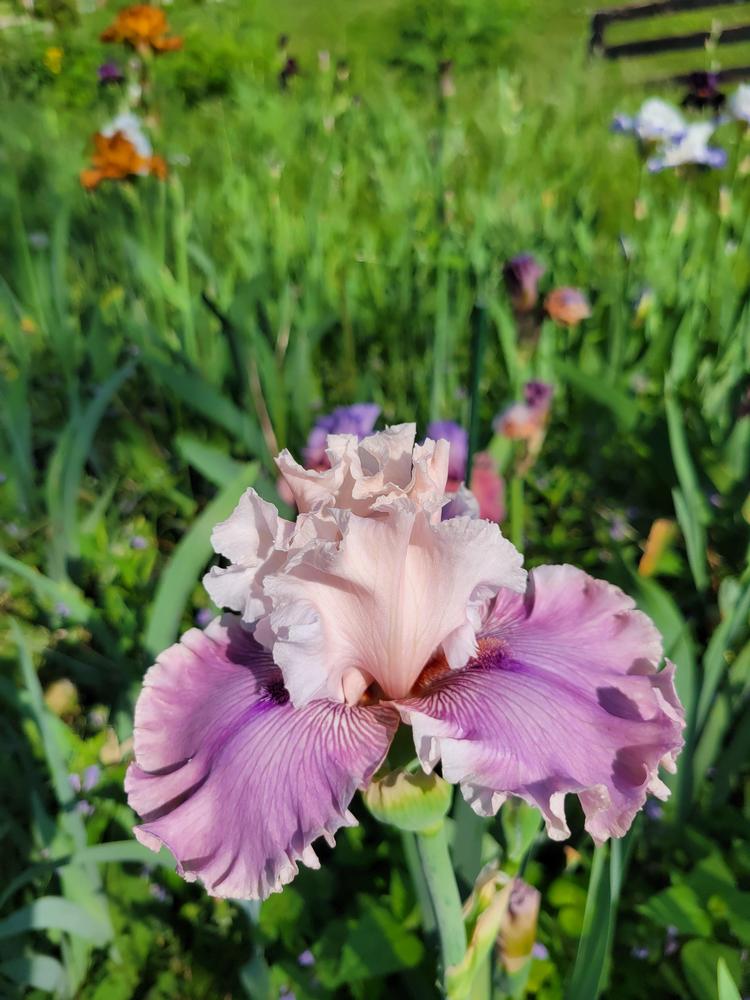 Photo of the bloom of Tall Bearded Iris (Iris 'Mystic Art') posted by