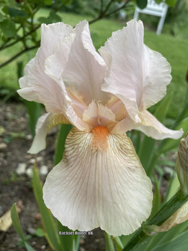Photo of the bloom of Tall Bearded Iris (Iris 'Edward of Windsor') posted by RachaelHunter