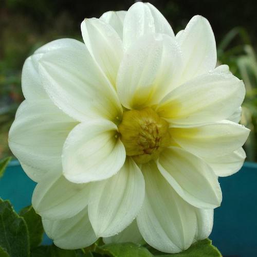 Vibrant Dahlia Figaro Background for Your Screen Vibrant Dahlia Figaro Background for Your Screen