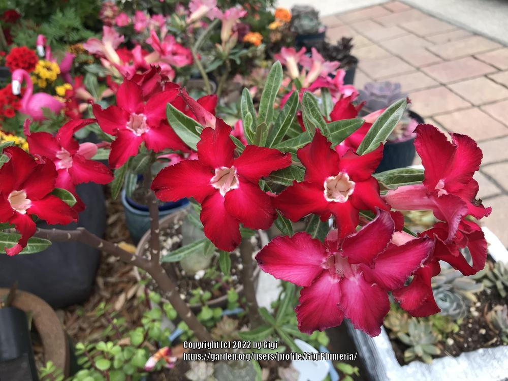 Photo of the bloom of Desert Rose (Adenium obesum 'Joker') posted by