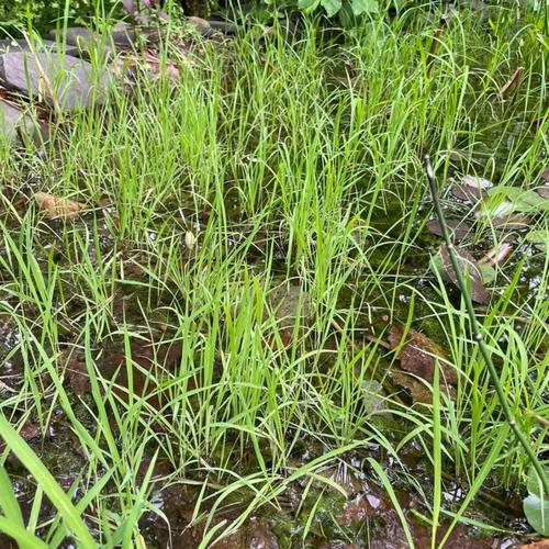 Wild Rice (Zizania aquatica)