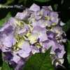 Photo Courtesy of Hydrangeas Plus Used with Permission