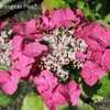 Photo Courtesy of Hydrangeas Plus Used with Permission