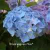 Photo Courtesy of Hydrangeas Plus Used with Permission