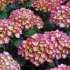 Photo Courtesy of Hydrangeas Plus Used with Permission