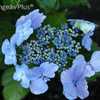 Photo Courtesy of Hydrangeas Plus Used with Permission