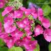 Photo Courtesy of Hydrangeas Plus Used with Permission