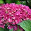 Photo Courtesy of Hydrangeas Plus Used with Permission