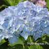 Photo Courtesy of Hydrangeas Plus Used with Permission
