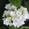 Photo Courtesy of Hydrangeas Plus Used with Permission