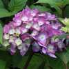 Photo Courtesy of Hydrangeas Plus Used with Permission