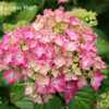 Photo Courtesy of Hydrangeas Plus Used with Permission