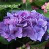 Photo Courtesy of Hydrangeas Plus Used with Permission