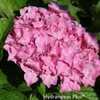 Photo Courtesy of Hydrangeas Plus Used with Permission