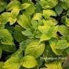 Photo Courtesy of Hydrangeas Plus Used with Permission