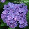Photo Courtesy of Hydrangeas Plus Used with Permission