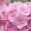 Photo Courtesy of Hydrangeas Plus Used with Permission