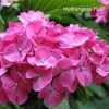 Photo Courtesy of Hydrangeas Plus Used with Permission