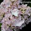 Photo Courtesy of Hydrangeas Plus Used with Permission