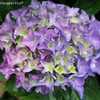 Photo Courtesy of Hydrangeas Plus Used with Permission