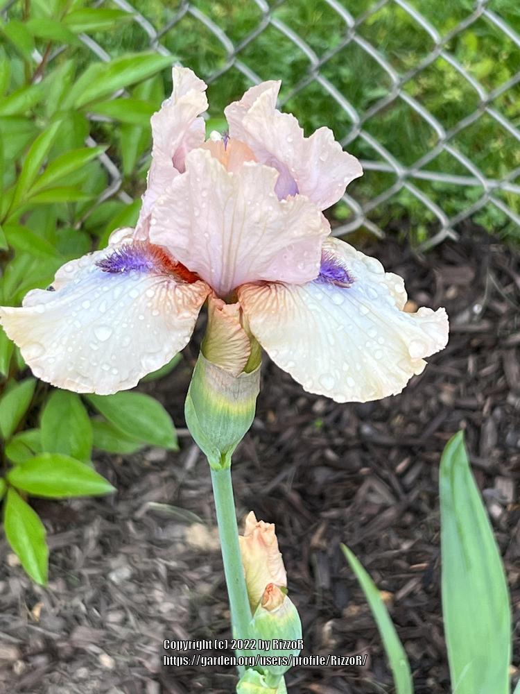 Photo of the bloom of Intermediate Bearded Iris (Iris 'Concertina