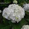 Photo Courtesy of Hydrangeas Plus Used with Permission
