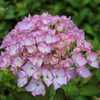 Photo Courtesy of Hydrangeas Plus Used with Permission