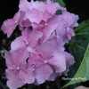 Photo Courtesy of Hydrangeas Plus Used with Permission