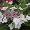 Photo Courtesy of Hydrangeas Plus Used with Permission