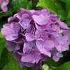 Photo Courtesy of Hydrangeas Plus Used with Permission