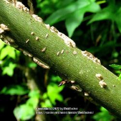 Location: Southern Pines, NC
Date: May 15, 2022
American Sweetgum #169; RAB p. 529, 95-1-1; LHB p. 491, 92-5-1; A