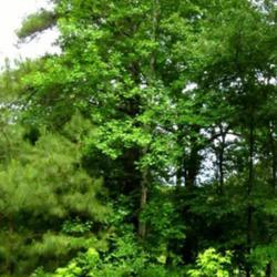 Location: Southern Pines, NC
Date: May 15,  2022
American Sweetgum #169; RAB p. 529, 95-1-1; LHB p. 491, 92-5-1; A