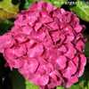 Photo Courtesy of Hydrangeas Plus Used with Permission