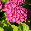 Photo Courtesy of Hydrangeas Plus Used with Permission