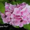 Photo Courtesy of Hydrangeas Plus Used with Permission