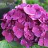 Photo Courtesy of Hydrangeas Plus Used with Permission