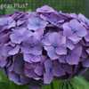 Photo Courtesy of Hydrangeas Plus Used with Permission