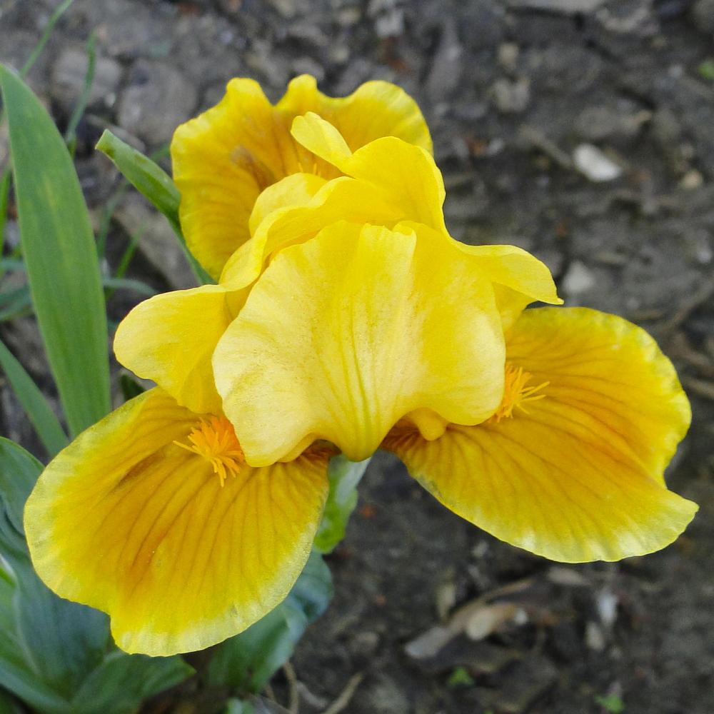 Miniature Dwarf Bearded Iris (Iris 'Zheng Elf') in the Irises Database ...