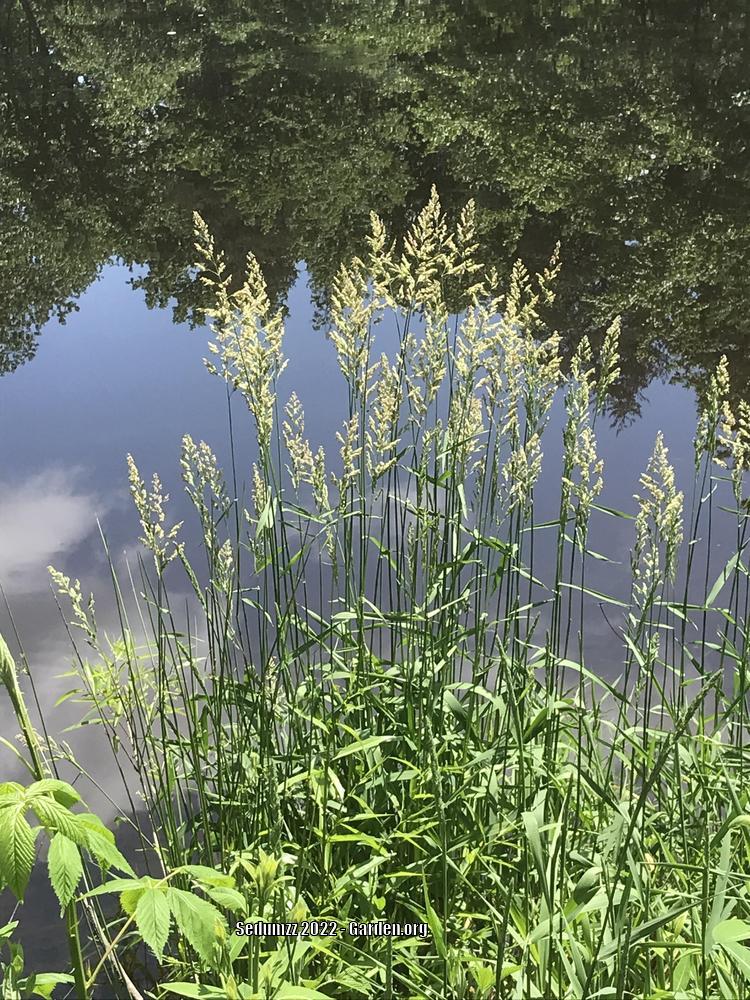 Photo of the entire plant of Reed Canary Grass (Phalaris arundinacea