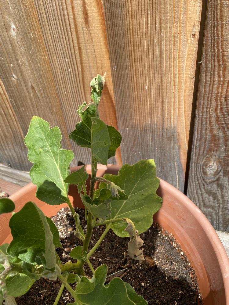 What's eating my eggplant in the Ask a Question forum