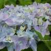 Photo Courtesy of Hydrangeas Plus Used with Permission