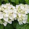 Photo Courtesy of Hydrangeas Plus Used with Permission