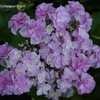 Photo Courtesy of Hydrangeas Plus Used with Permission