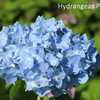 Photo Courtesy of Hydrangeas Plus Used with Permission