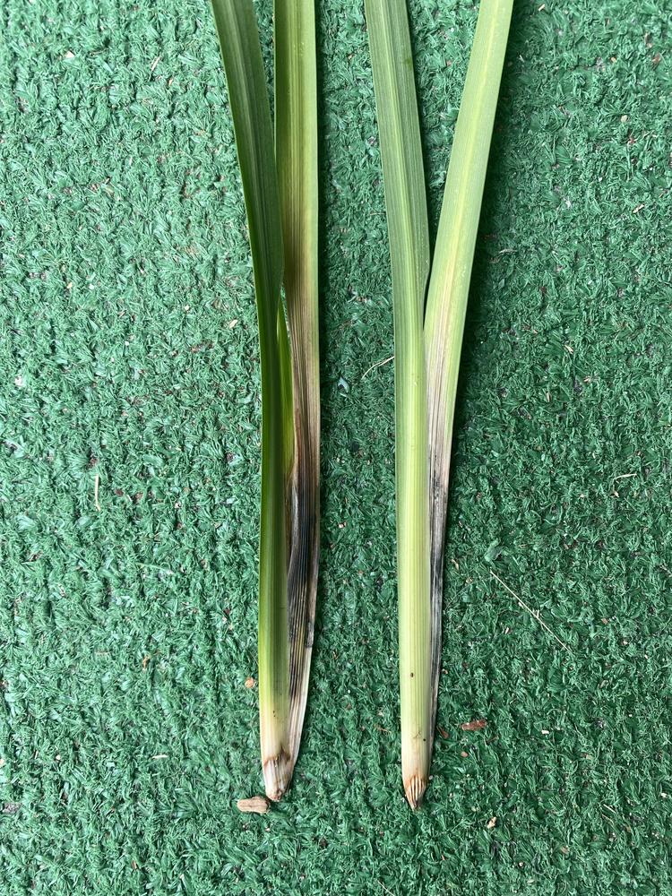 Iris leaves rotting? in the Ask a Question forum