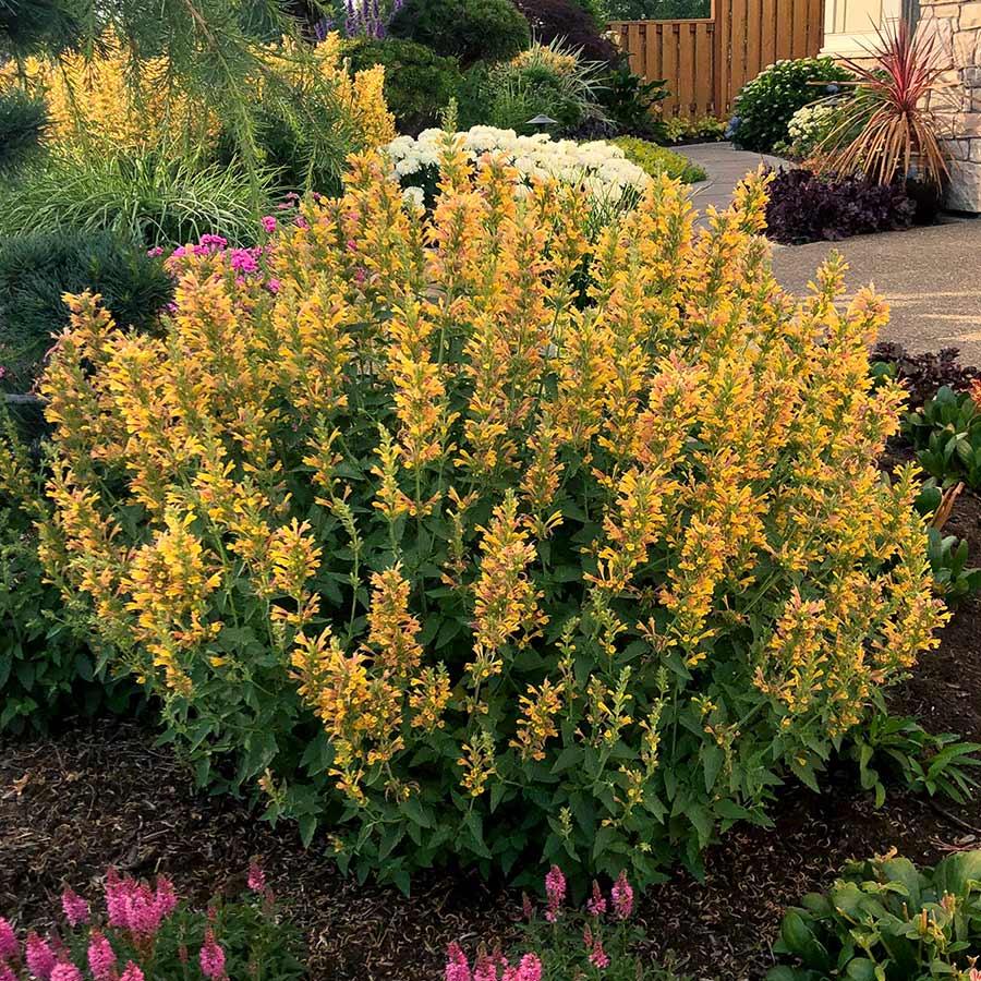 Photo of the entire plant of Anise Hyssop (Agastache Kudos™ Yellow